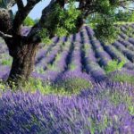 Essential Oils Can Help Traumatic Brain Injuries (TBI)